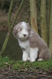 BEARDED COLLIE 411
